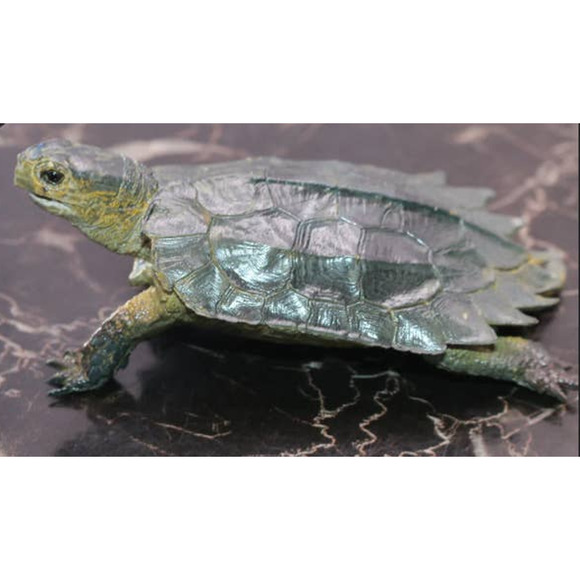 Notched Sea Turtle Figure Toy Sea Animal Marine Life Realistic Toy AAA - Picture 3 of 4